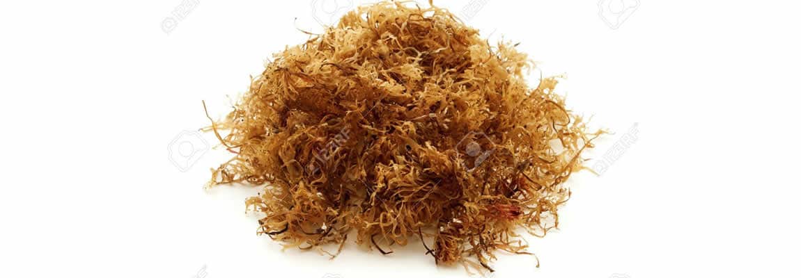 Cure Colds With Carageen Seaweed